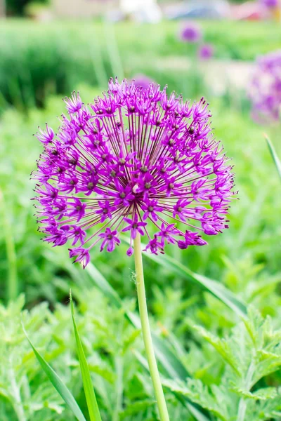 Violet flower outside in a garden — Stock Photo, Image