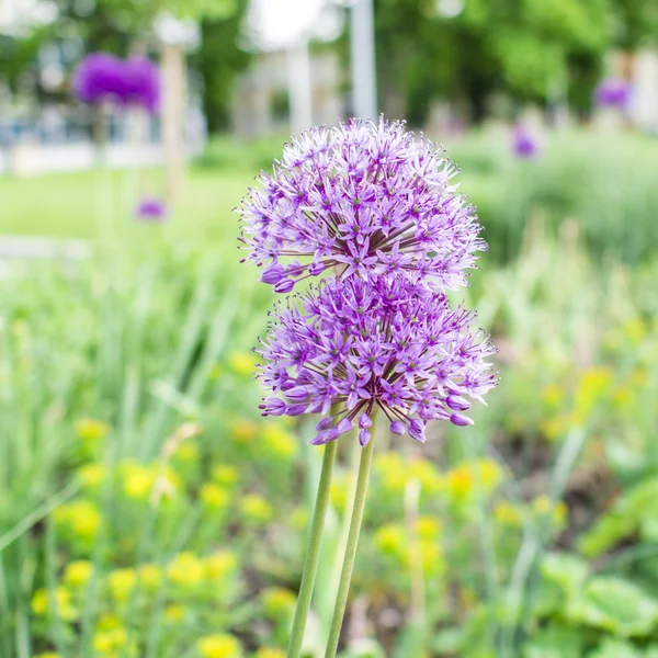 Violet flowers outside in a garden — Stock Photo, Image