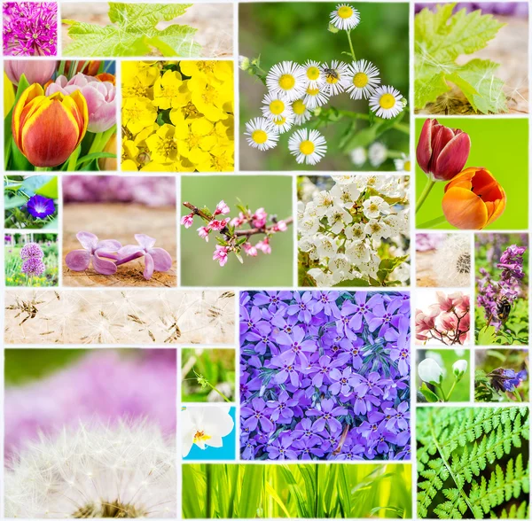 Collage of flowers and animals during spring time on white ceramic tile Stock Photo