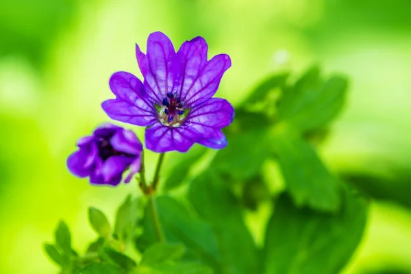 Фиолетовый цветок в весеннем европейском лесу — стоковое фото