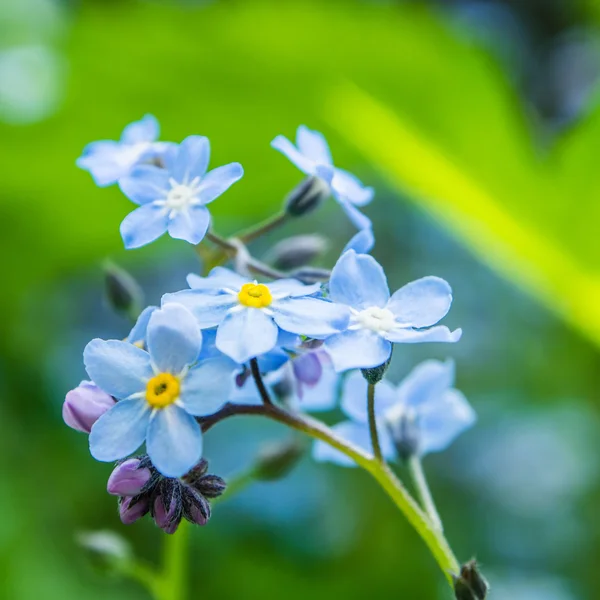 Blauwe bloem met yelow midden — Stockfoto