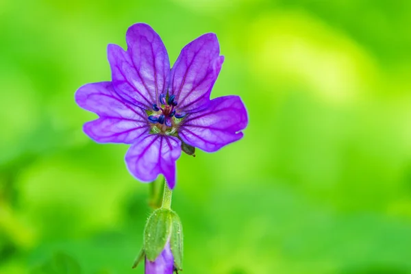 Paarse bloem in de lente Europese bos — Stockfoto