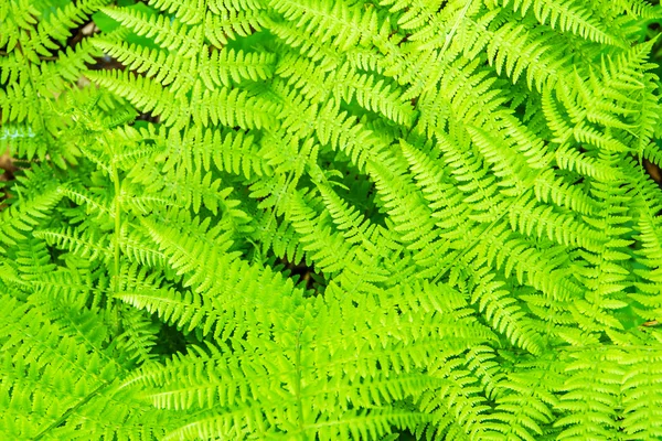 fern alanının closeup görünümü