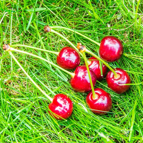 Cerises posées sur l'herbe verte — Photo