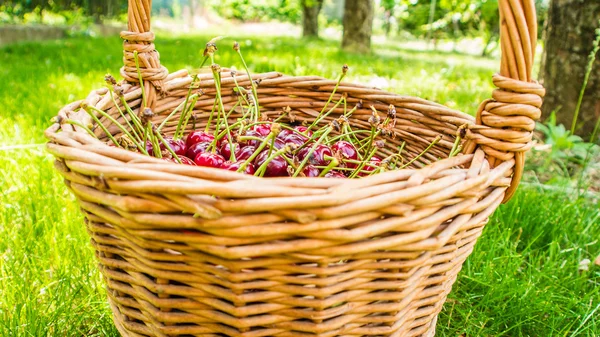 Wicker basket full of pie cherries — Stock Photo, Image