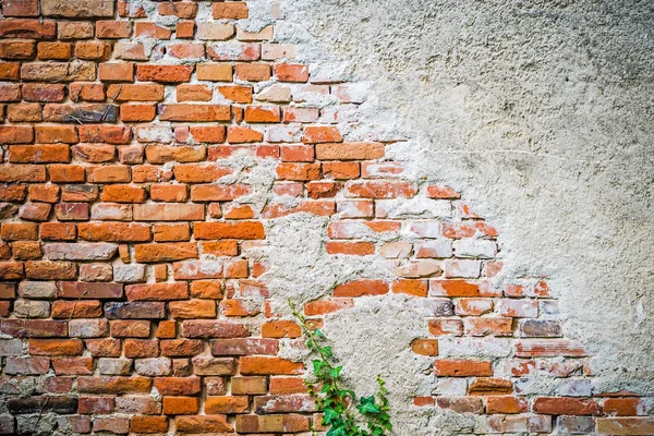 Stary mur z cegły z trochę natury — Zdjęcie stockowe
