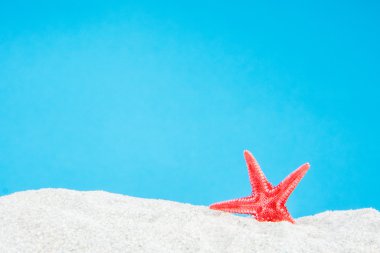 star deniz hayvanı kabuğu ile kum plaj