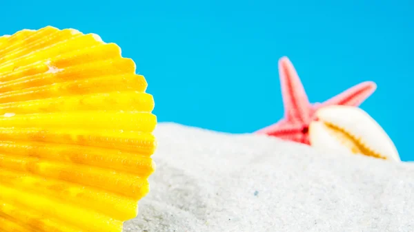 Sand beach with different shells — Stock Photo, Image