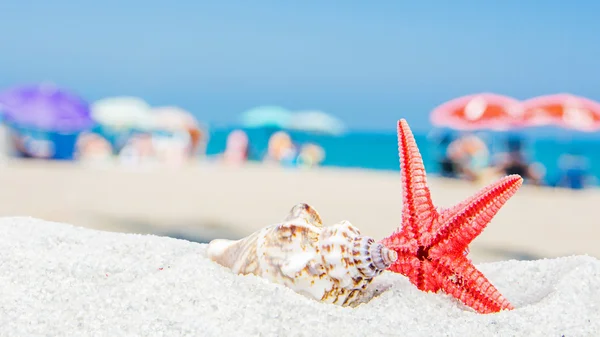 Seashells with beach atmosphere — Stock Photo, Image