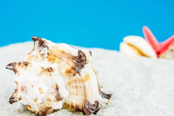 Sand beach with different shells — Stock Photo, Image