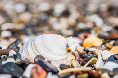 Sahilde deniz kabuğu 