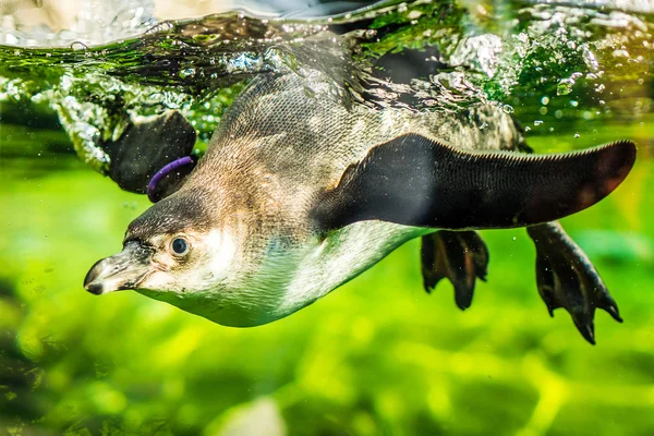 Pingüino en una piscina — Foto de Stock