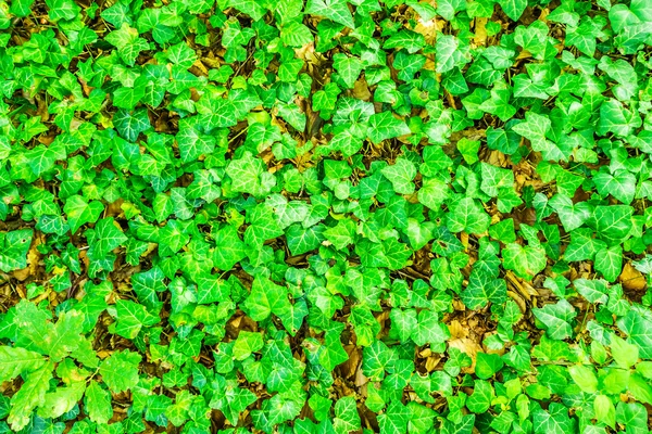 Ivy green background — Stock Photo, Image