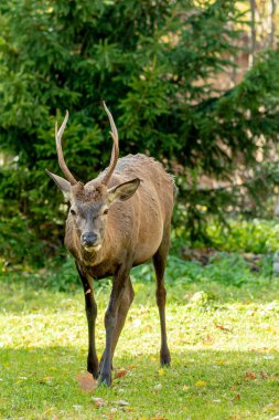 Tatranska Lomnica, High Tatras Slovakya 'da şehir merkezinde turistlerle dolu bir günde Roe ailesi görüldü