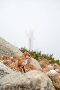 Fox, Skalnatif Pleso, High Tatras Slovakya 'da turistlerle dolu bir günde görüldü.