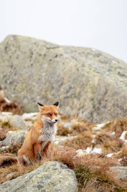 Fox, Skalnatif Pleso, High Tatras Slovakya 'da turistlerle dolu bir günde görüldü.