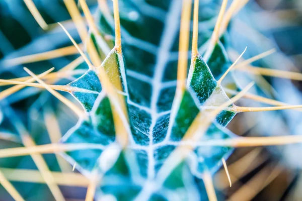 Thorns of a tropical plant — Stock Photo, Image