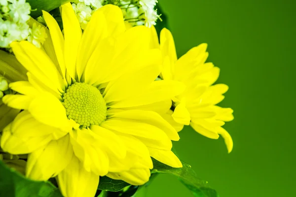 Κίτρινα λουλούδια σε πράσινο φόντο — Φωτογραφία Αρχείου