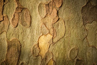 Platan ağaç kabuğu