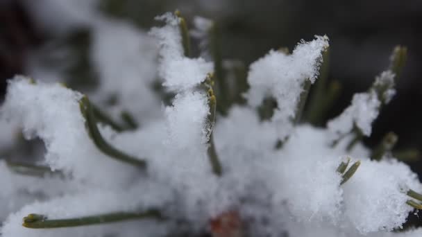 Invierno en el bosque de pinos — Vídeo de stock