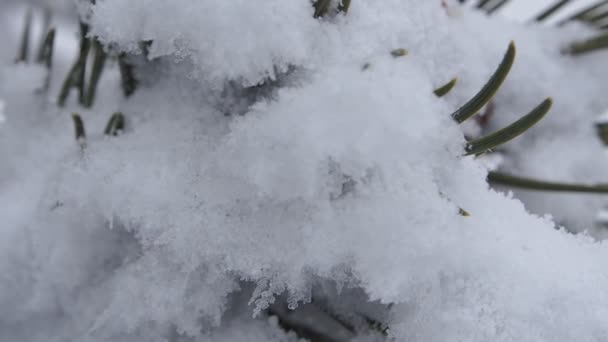 Temps d'hiver dans la forêt de sapins avec chute de neige — Video