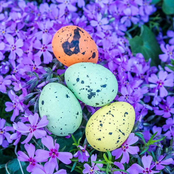 Oeufs multicolores de Pâques sur fleurs violettes — Photo