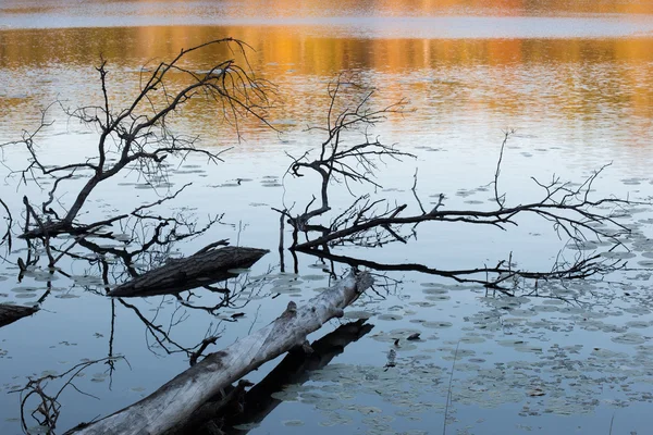 Reflejo de madera a la deriva en un colorido lago forestal — Foto de Stock