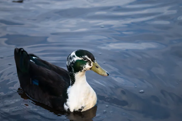 Drake Mallard floating in a pond — Stock Photo, Image