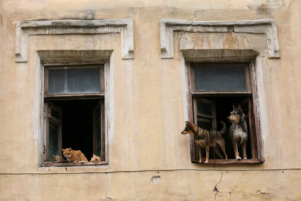 Gatos y perros — Foto de Stock