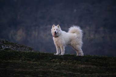beyaz köpek sevimli