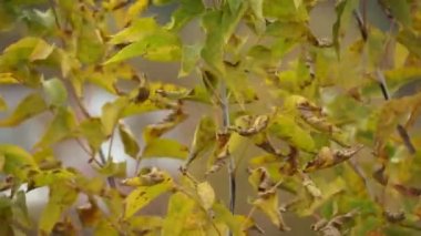 Sonbahar, Rüzgar: (makro ağaçtan düşen yaprakları)