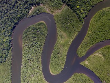 Brezilya'da Amazon yağmur ormanları