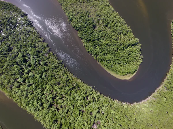 Forêt amazonienne au Brésil — Photo