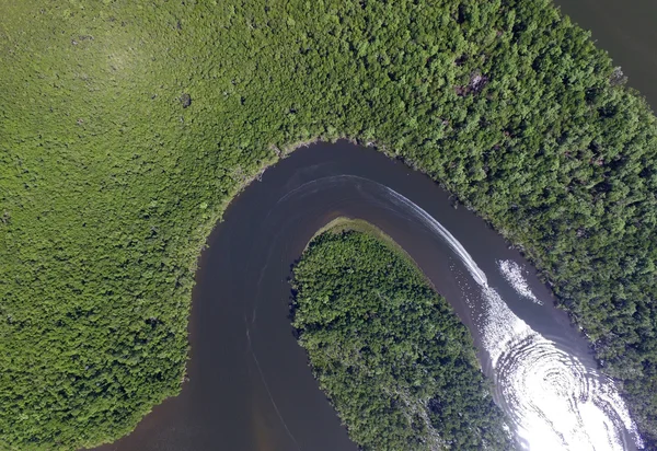 Amazon esőerdők, Brazíliában — Stock Fotó