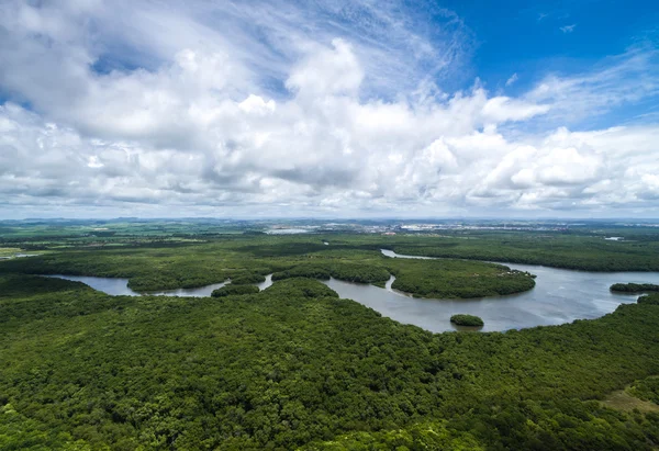 Amazonas-Regenwald in Brasilien — Stockfoto