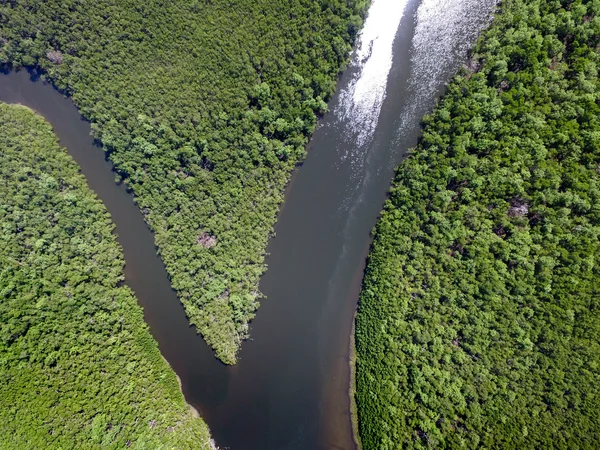 Amazzonia foresta pluviale in Brasile — Foto Stock