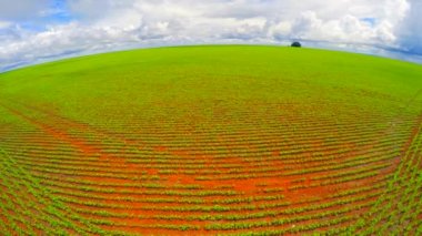 Goias soya ekimi
