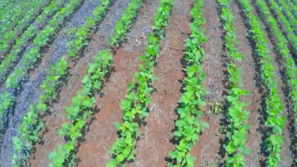 Плантация сои в Гоясе — стоковое видео