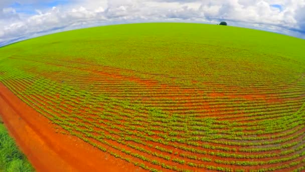 大豆种植在戈亚斯 — 图库视频影像