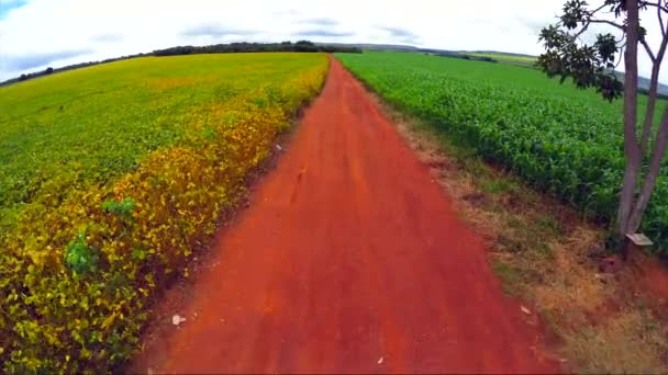 Sojabohnenplantage in Goias — Stockvideo