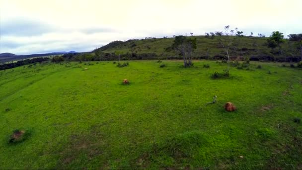 Vegetación en Goias, Brasil — Vídeos de Stock