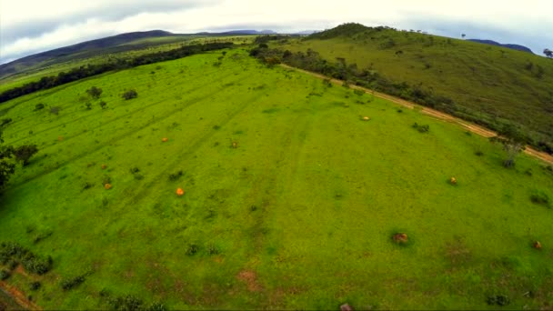 Vegetação em Goiás, Brasil — Vídeo de Stock