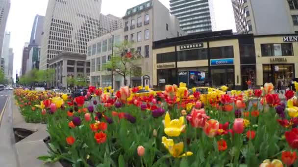 Tulpen in Michigan Avenue — Stockvideo