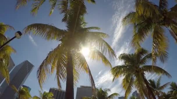 Солнечные лучи в пальмах — стоковое видео
