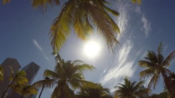 Rayos de sol en palmeras — Vídeo de stock