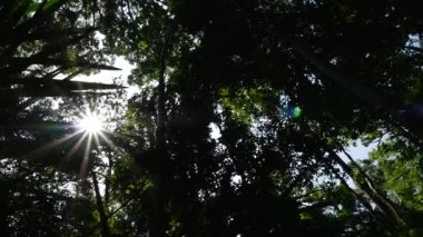 Güneş ışınları yoluyla ağaçlar