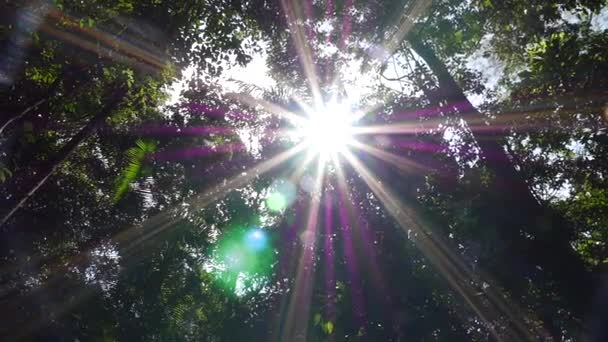 Raios de luz solar através de árvores — Vídeo de Stock