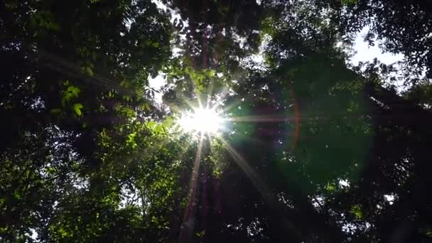 Zonlicht stralen door bomen — Stockvideo