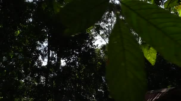 Sonnenstrahlen durch Bäume — Stockvideo