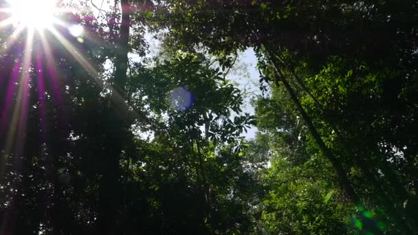 Промені сонячного світла крізь дерева — стокове відео